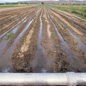 Image: USDA NRCS Montana, Irrigation31.tif, Flickr, Public domain