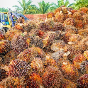 Image: Tristantan, Palm oil fruit, Pixabay, Creative Commons CC0