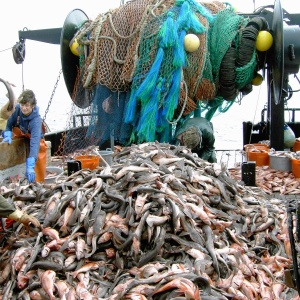 Image: John Wallace, A mountain of dogfish (Squalus acanthias) caught during a trawl survey. California, Southern California Bight, Wikimedia Commons, public domain.