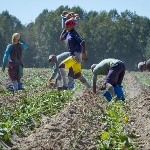 Image: USDA, Workers harvest the sweet potato crop, Flickr, Public domain
