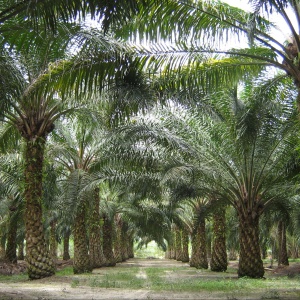 Image: Craig, Oil palms in Malaysia, Wikimedia Commons, Public domain