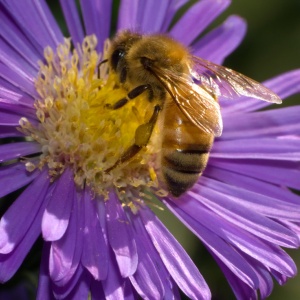 Image: Cory Barnes, Honeybee on Flower, Flickr, Creative Commons Attribution-ShareAlike 2.0 Generic