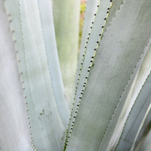 Image: VgBingi, Agave tequilana plant close up, Pixabay, Pixabay Licence