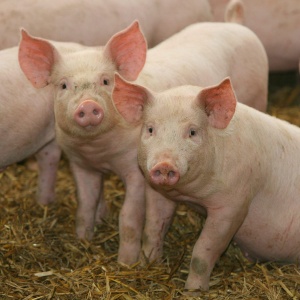 Image: K-State Research and Extension, Pigs, Flickr, Creative Commons Attribution 2.0 Generic