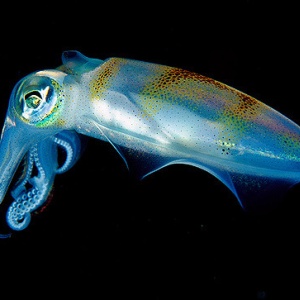 Image: Maia Valenzuela, translucent squid, Flickr, Creative Commons Attribution 2.0 Generic