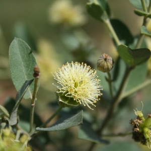 Image: Marco Schmidt, Guiera senegalensis, inflorescence and leaves, SW Burkina Faso, Wikimedia Commons, Creative Commons Attribution-Share Alike 3.0 Unported