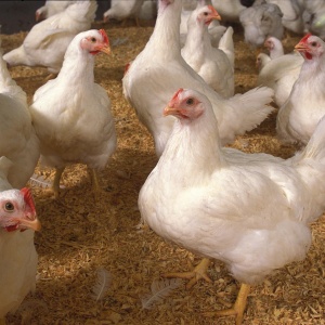 Image: USDA, Chickens, Flickr, Public domain