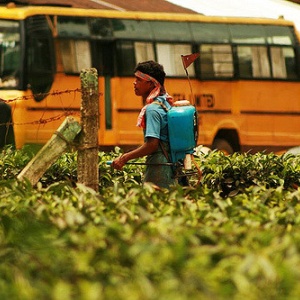 Image: Akarsh Simha, Spraying pesticide, Flickr, Creative Commons Attribution-ShareAlike 2.0 Generic 