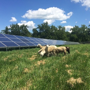 Image: Gabelglesia, Solar array in the Antioch College South Campus, near the farm. Sheep included, Wikimedia Commons, Creative Commons Attribution-Share Alike 4.0 International