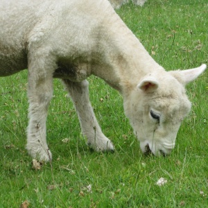Image: MaxPixel, Lamb eating, CC0 Public Domain