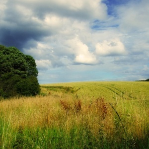 Photo: domwlive, Lushes Fields, flickr, CC BY-ND 2.0