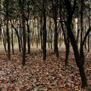 Photo: David Leo Veksler, Binjang Forest Park, Flickr, Creative Commons License 2.0