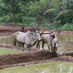 Image: Sonja Pieper, Ploughing a rice field in South India, Wikimedia Commons, Creative Commons Attribution-Share Alike 2.0 Generic