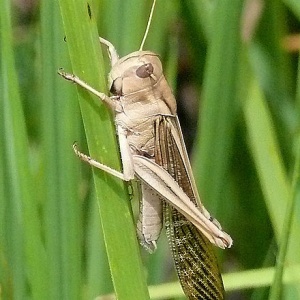 Image: ChriKo, Male Locusta migratoria migratorioides photographed in Katavi National Park, Tanzania, Wikimedia Commons, Creative Commons Attribution-Share Alike 3.0 Unported