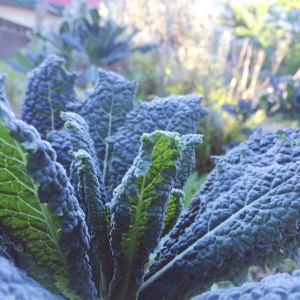 Image: Elmastudio, jippi, our kale is growing beautifully in the garden, Flickr, Creative Commons Attribution-NoDerivs 2.0 Generic 