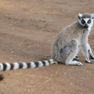 Image: Alex Dunkel, Ring-tailed Lemur (Lemur catta) at Berenty Private Reserve in Madagascar, Wikimedia Commons, Creative Commons Attribution 3.0 Unported