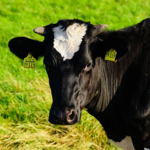 Image: Pxhere, Cow milk cow, CC0 Public Domain