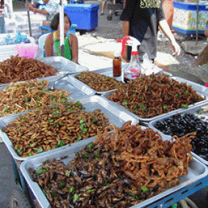 Insect food stall, Wikimedia Commons