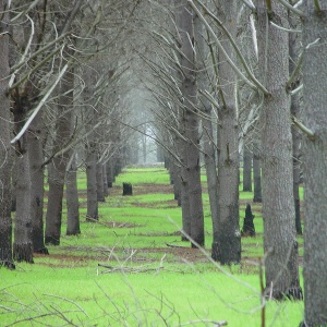 Image: Leon Brooks, Pina plantation, Wikimedia Commons, Public domain