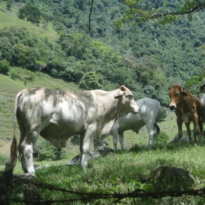 Image: Pixnio, Cows, grazing, cattle, Public Domain