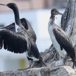 Image: TonyCastro, Guanay Cormorant, Wikimedia Commons, Creative Commons Attribution-Share Alike 4.0 International