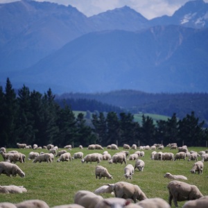 Image: trf57, Sheep New Zealand, Pixabay, CC0 Creative Commons