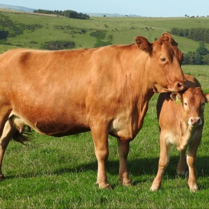 Image: Rob Mitchell, Cow and calf, Flickr, Public Domain