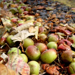 Credit: James Bowe, Apples by the road, Flickr, Creative Commons licence 2.0